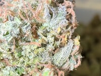 THC-X KVĚTY HARLEY QUINN 30% - BULK